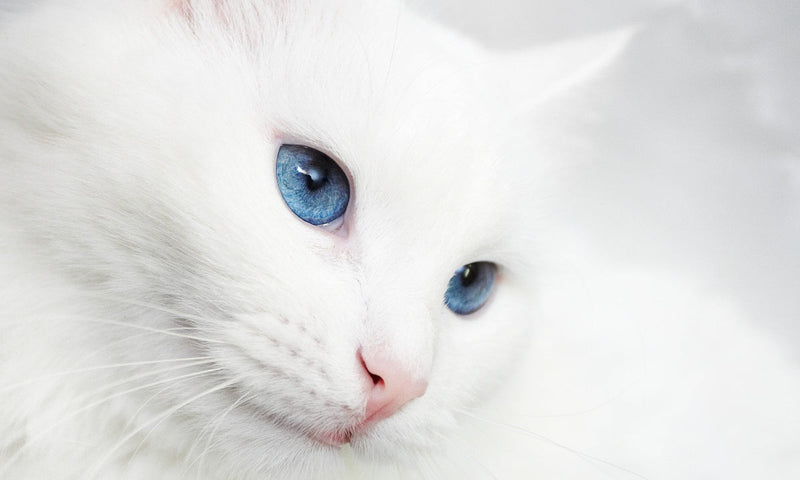 Chat blanc aux yeux bleus regardant au loin, représentant la pureté et l’élégance féline