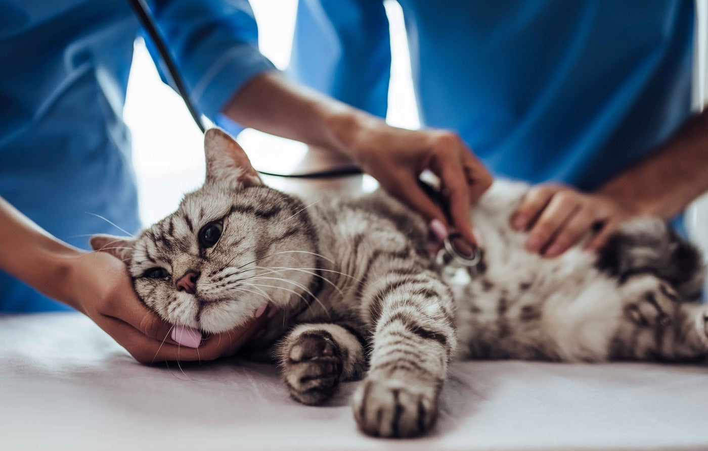 Top 3 des maladies diagnostiquées chez le chat