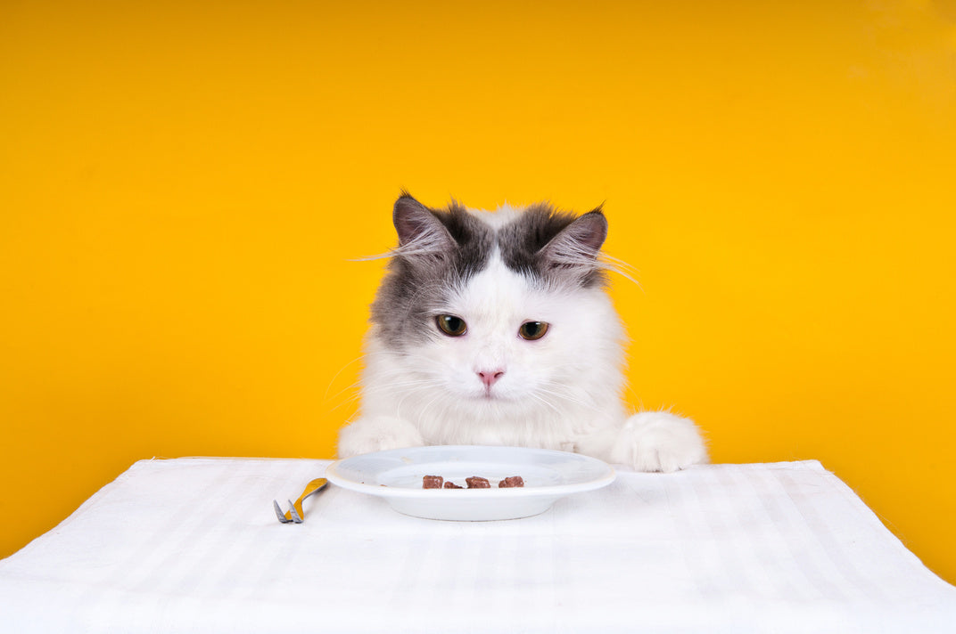 Quantités de nourriture pour le chat : au moins 10 repas par jour !
