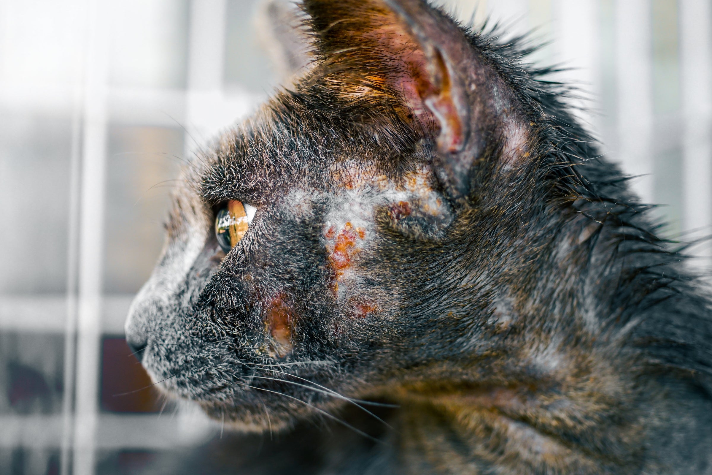 Teigne chat : tout savoir sur cette maladie contagieuse