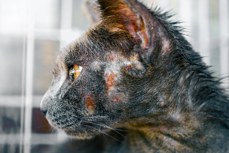 Teigne chat : tout savoir sur cette maladie contagieuse