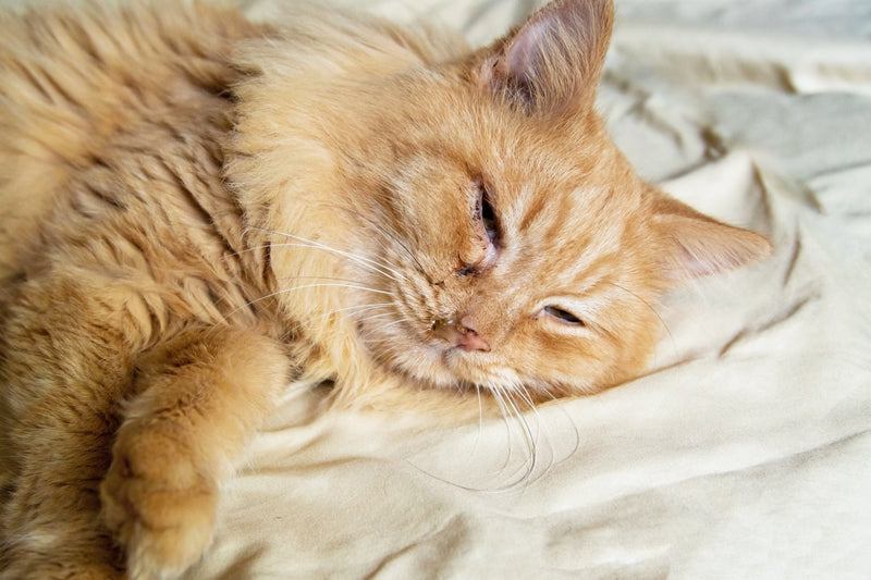“chat”, “coryza chez le chat”, “maladie respiratoire féline”.
