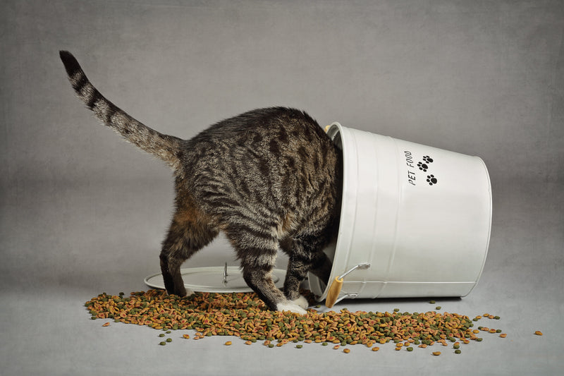 Poids idéal et alimentation du chat adulte