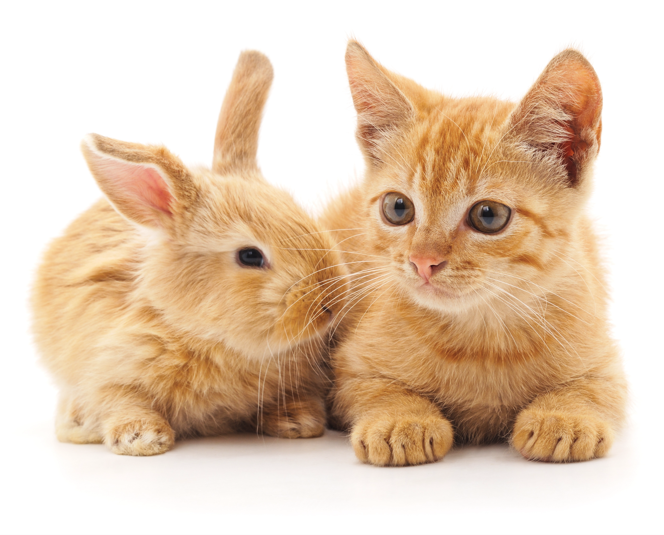 Le régime alimentaire du chat : Un carnivore strict