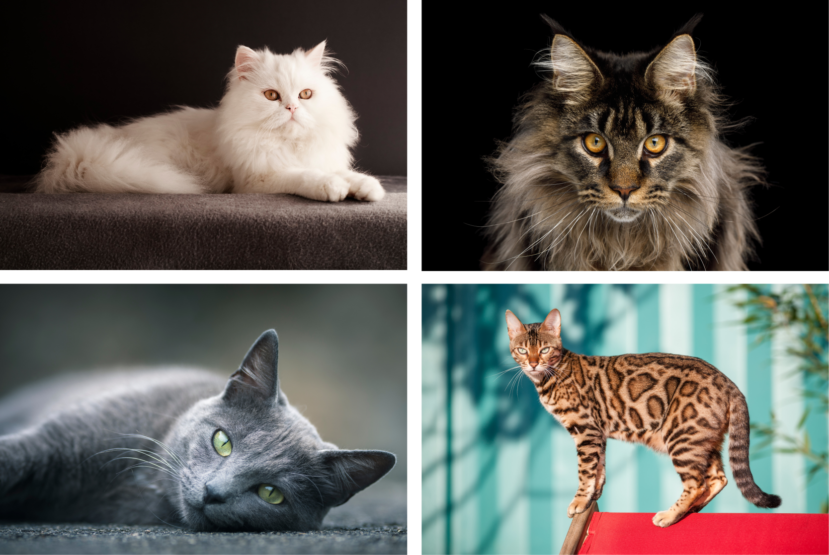 Top 5 des races de chats en france