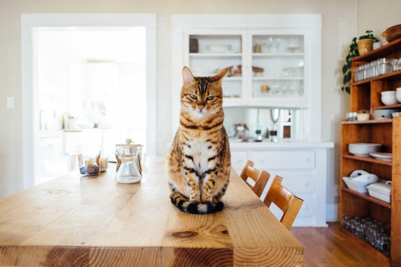 Combien d'eau un chat boit-il ?