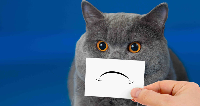 Mon chat est-il triste ?