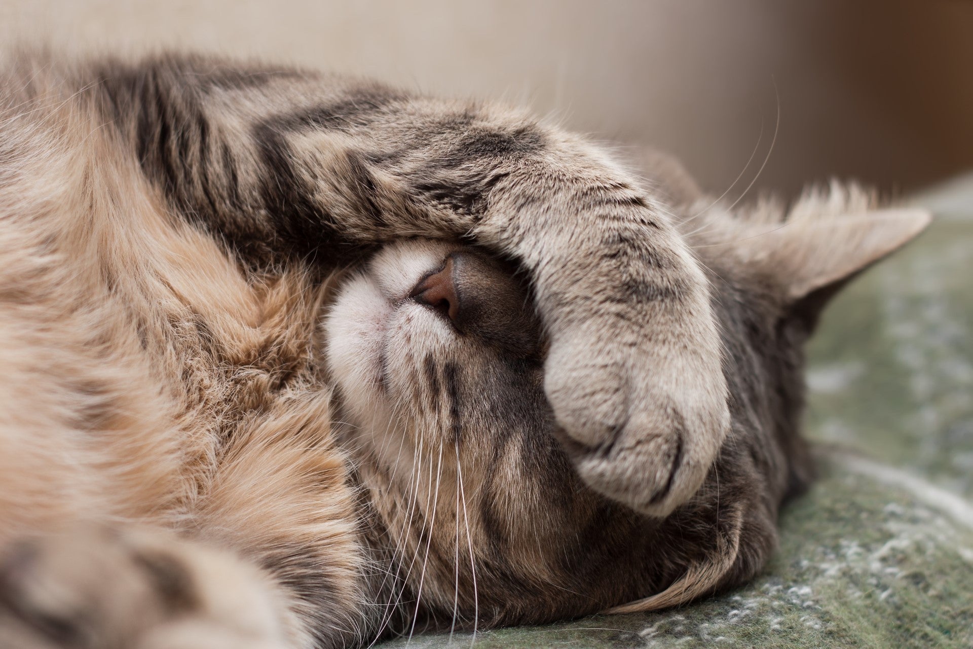 Sommeil du chat adulte, âgé et du chaton
