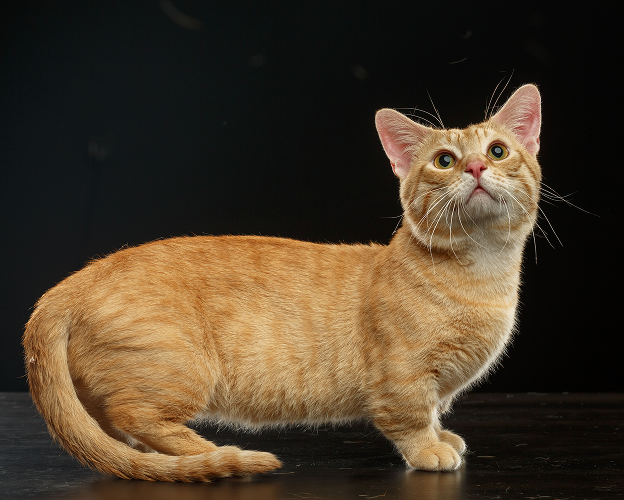 Chat nain roux de race Munchkin sur fond noir – race de chat miniature.