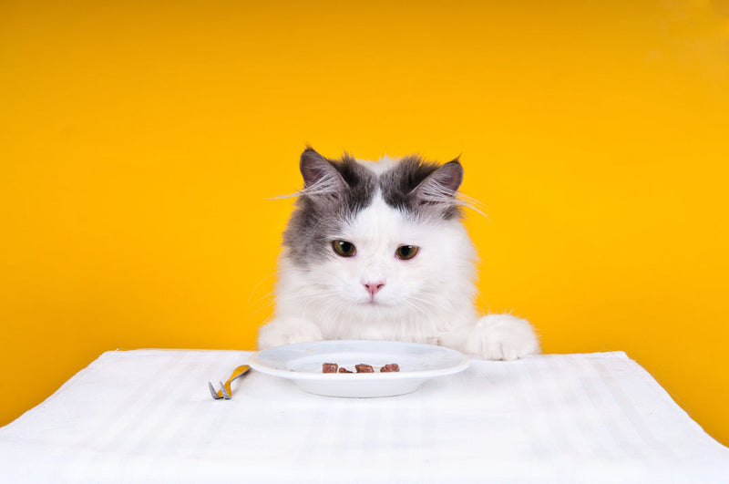 Quantités de nourriture pour le chat : au moins 10 repas par jour !