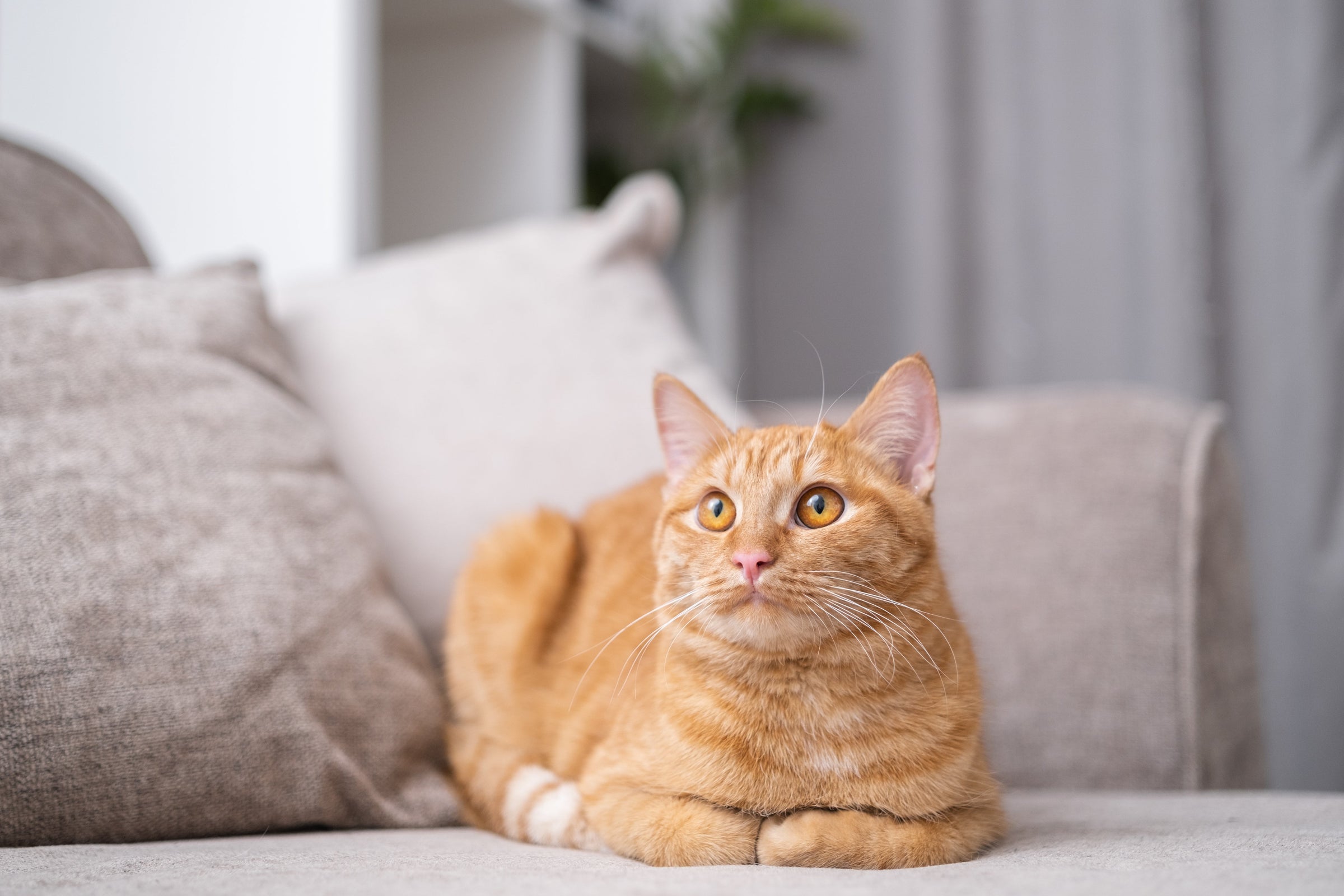 Un chat roux aux yeux ambrés est allongé sur un canapé en tissu clair, regardant attentivement vers le haut dans un intérieur lumineux et moderne.