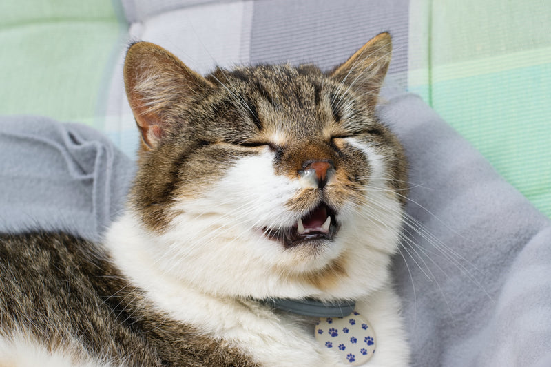 Un chat tigré et blanc, portant un collier avec une médaille, est allongé sur un coussin, les yeux fermés et la bouche ouverte comme en train d’éternuer, avec un léger écoulement nasal visible.