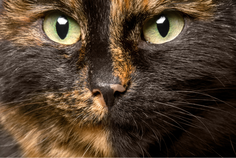 Tout savoir sur le chat noir roux