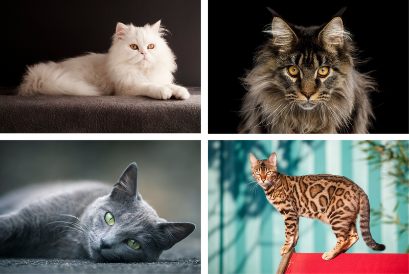 Top 5 des races de chats en france 
