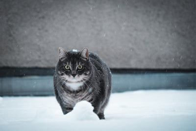 Overweight and obesity in cats