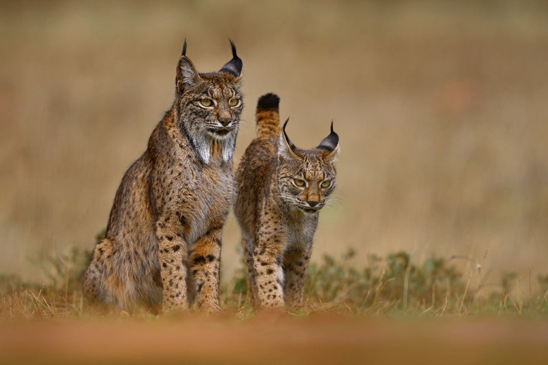 Le chat, apprivoisement de cet animal préhistorique