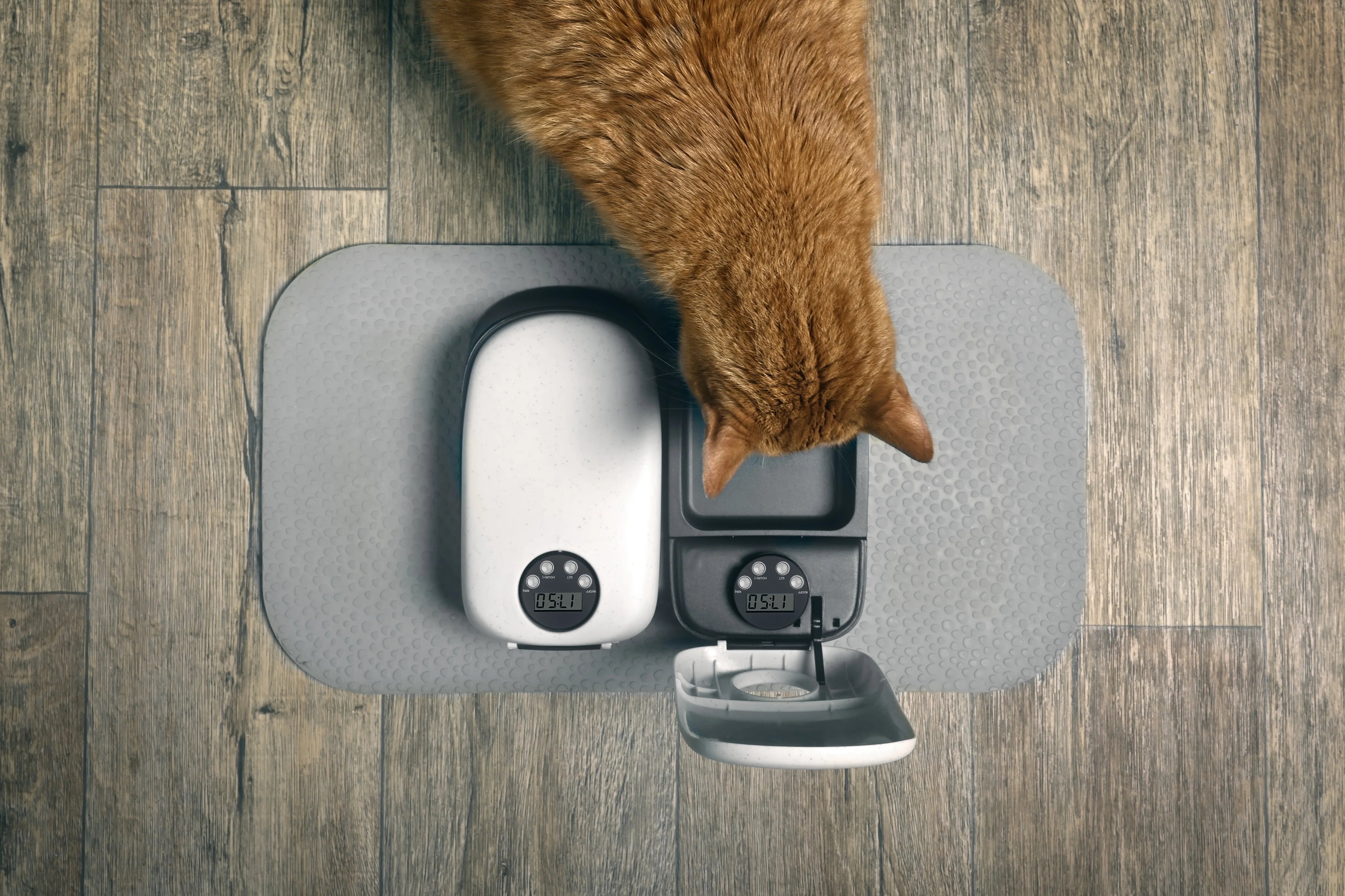 Maquereaux & épinards