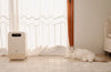 Chat blanc à poils longs reposant paisiblement au soleil à côté de son distributeur de pâtée Yomy au design minimaliste.