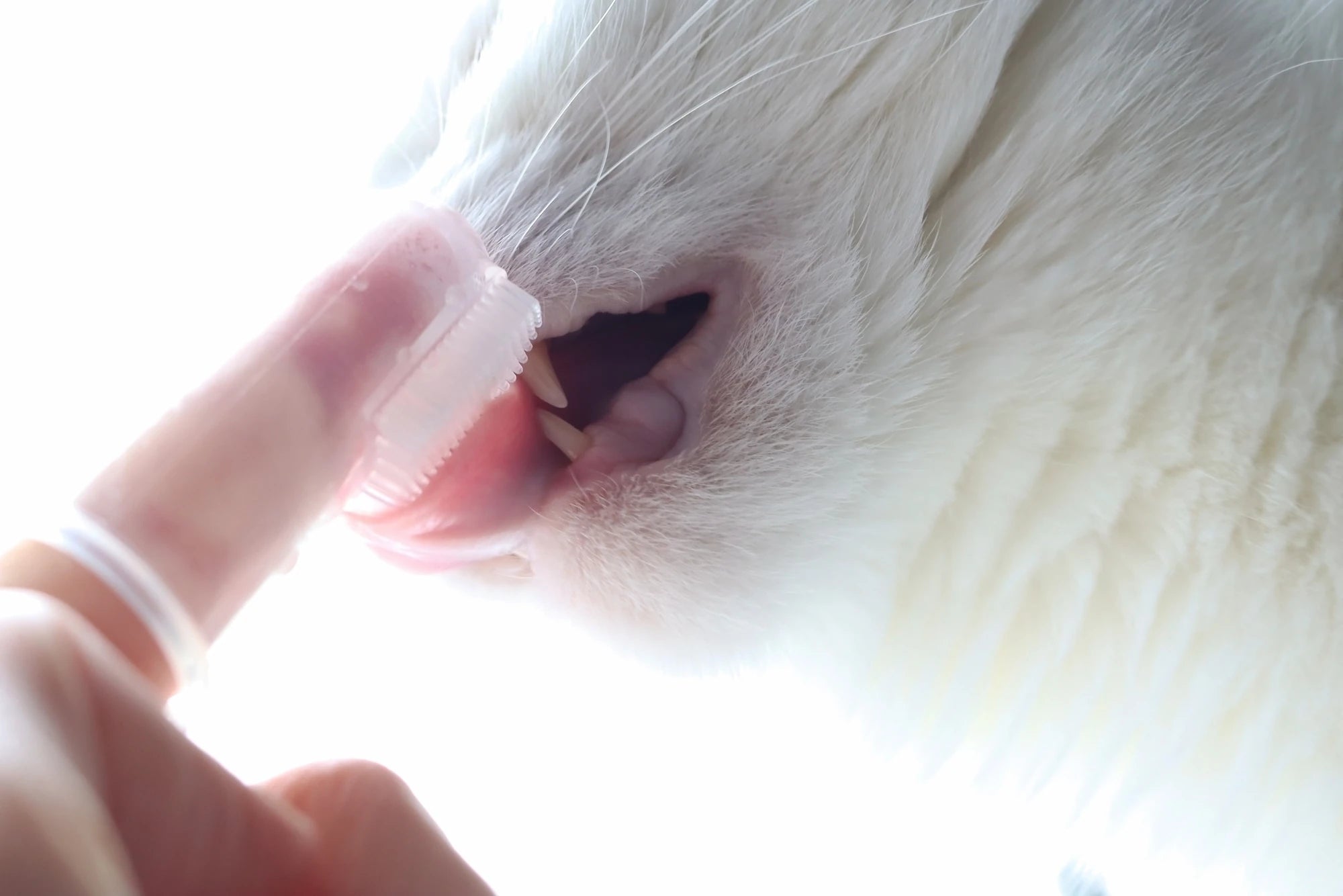 Chat blanc recevant un soin bucco-dentaire avec application de gel sur les gencives.