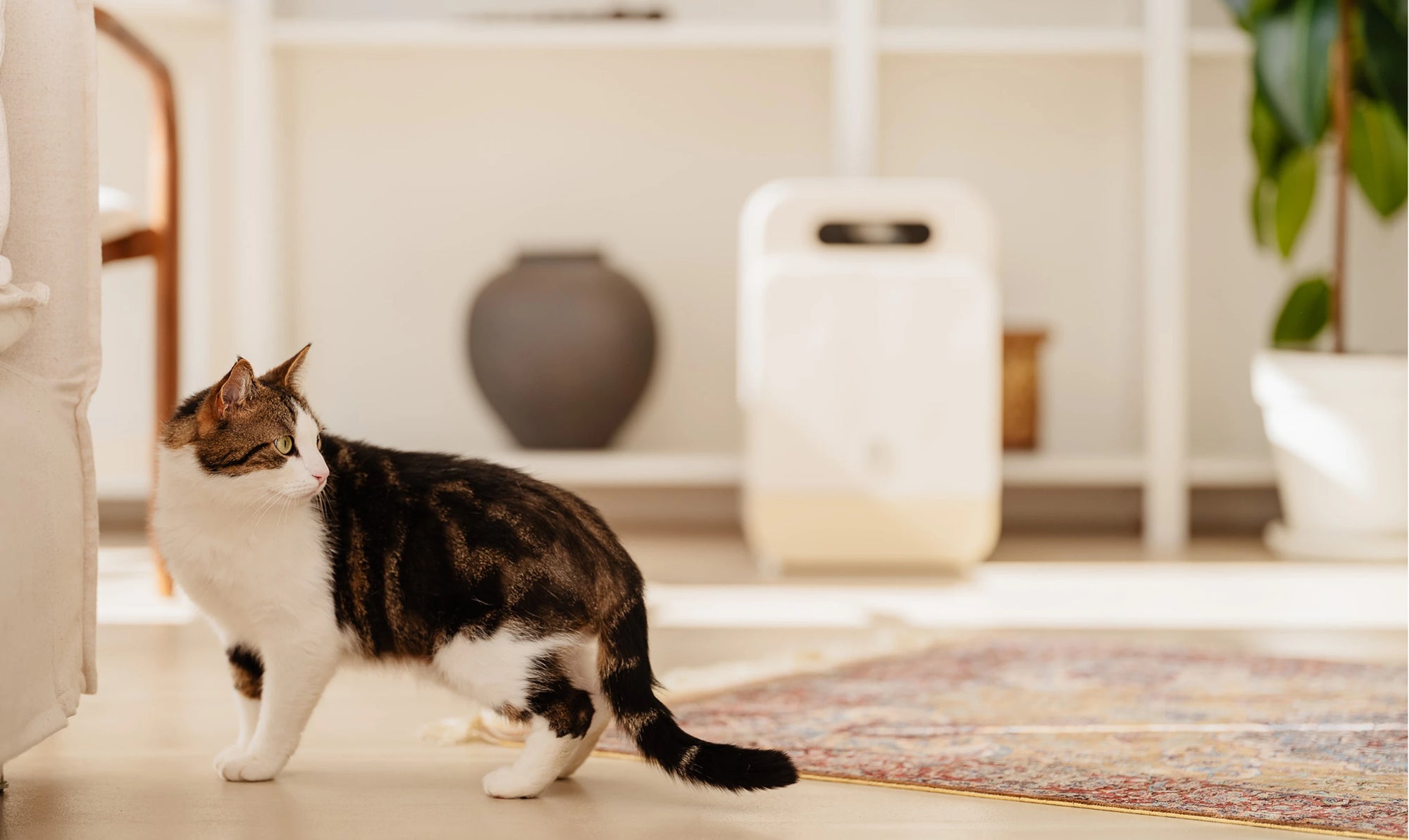 Chat européen observant son distributeur automatique de repas Yomy, parfaitement intégré à la décoration d'un salon lumineux.