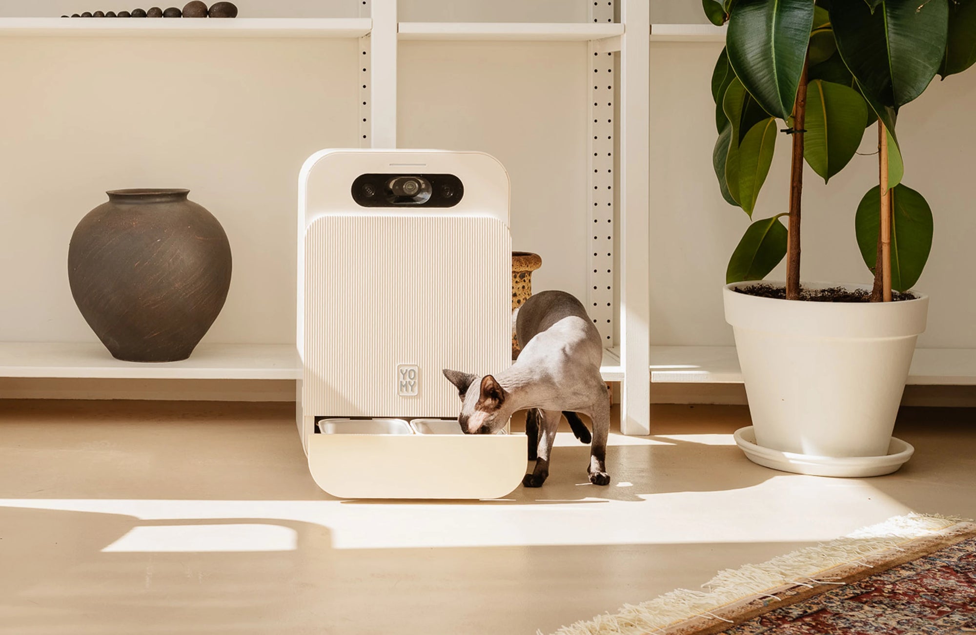 Chat se nourrissant de sa ration fraîche directement dans le tiroir ouvert du robot d'alimentation Yomy, posé près d'une plante d'intérieur.