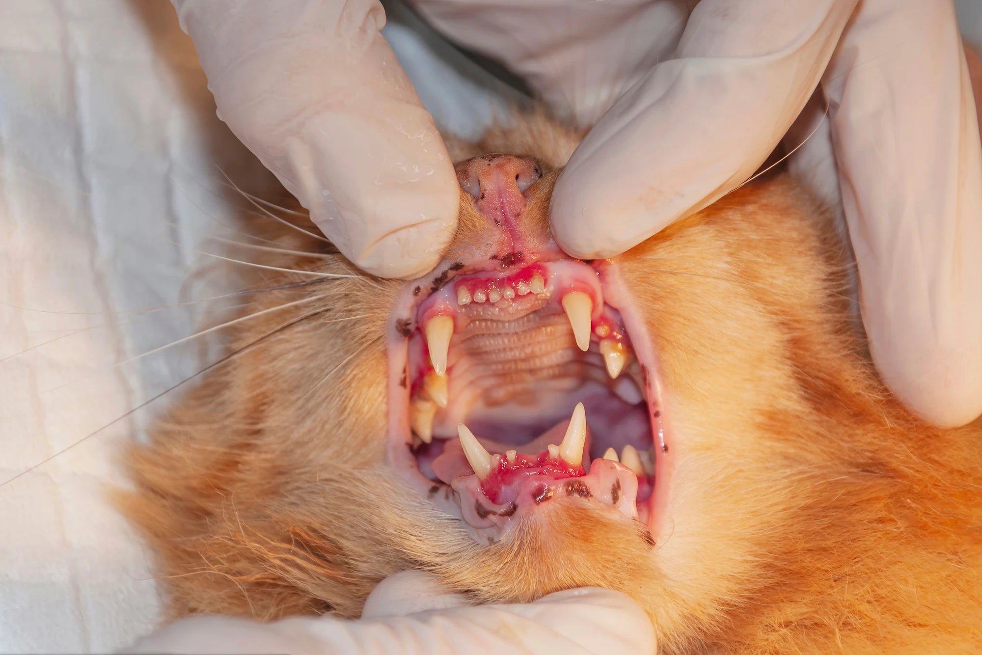 Examen vétérinaire de la bouche d’un chat roux montrant les dents et les gencives.