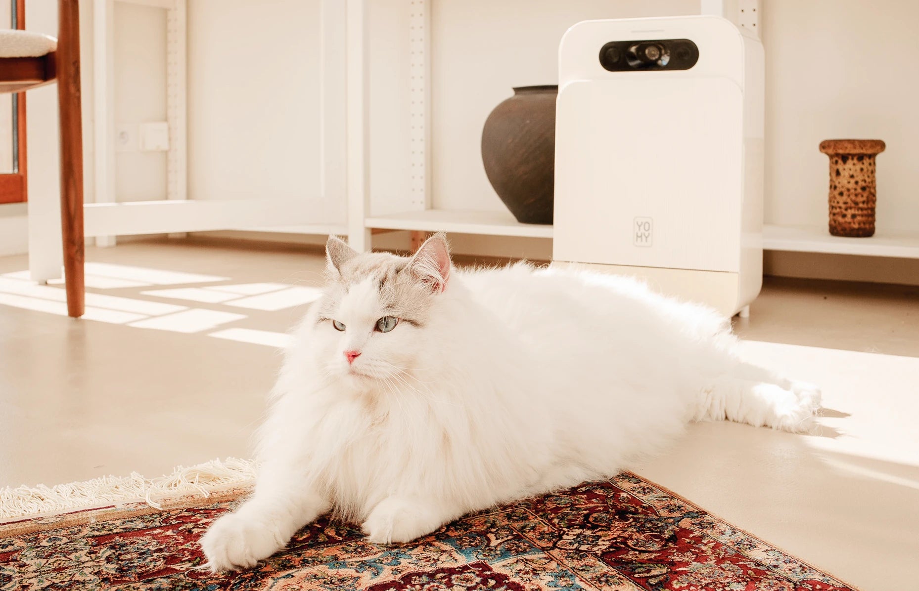 Chat à poils longs apaisé et en pleine santé reposant sur un tapis, avec le robot distributeur de nourriture humide Yomy en arrière-plan