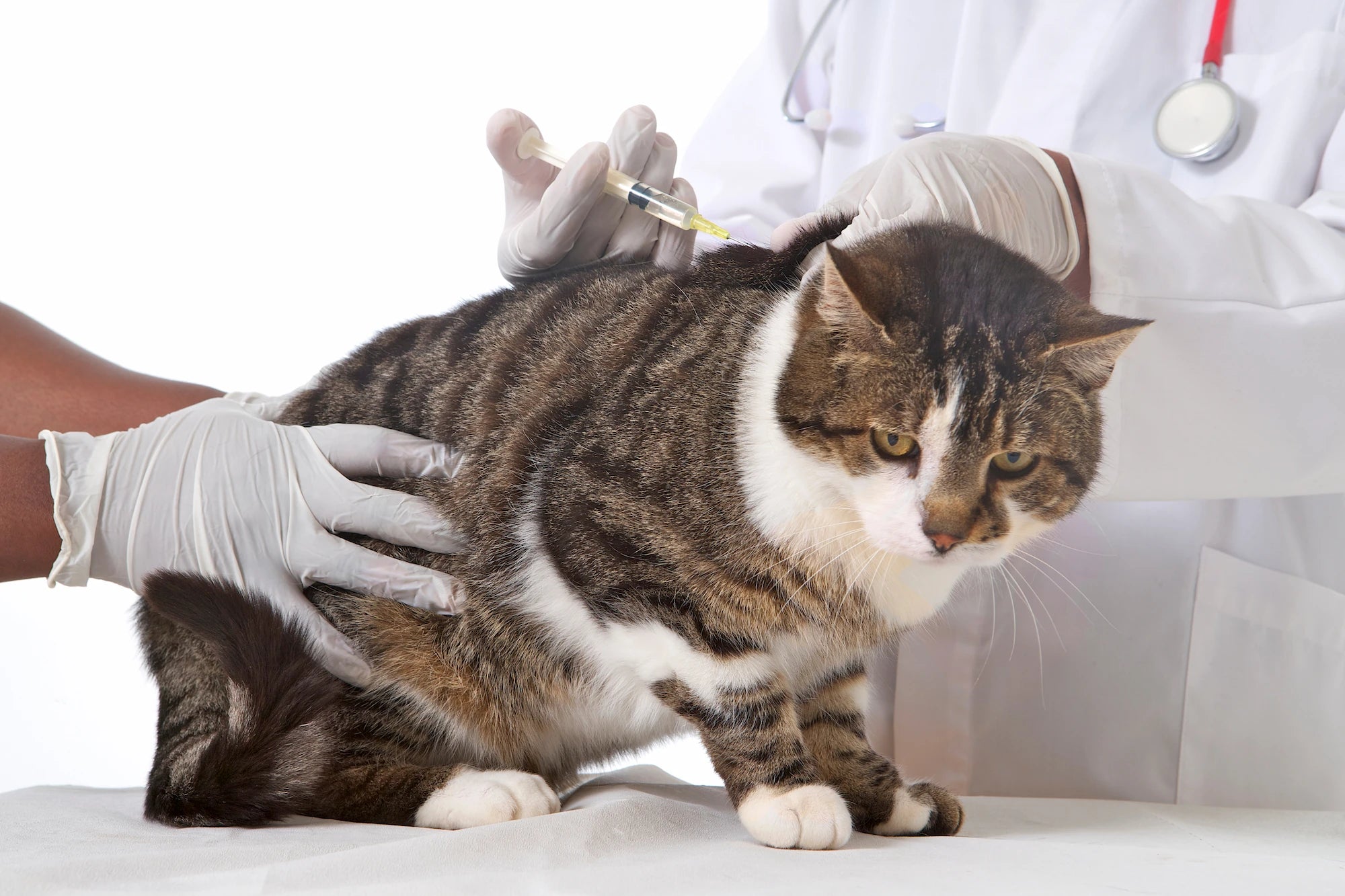 Chat tigré recevant une injection lors d’une consultation vétérinaire.