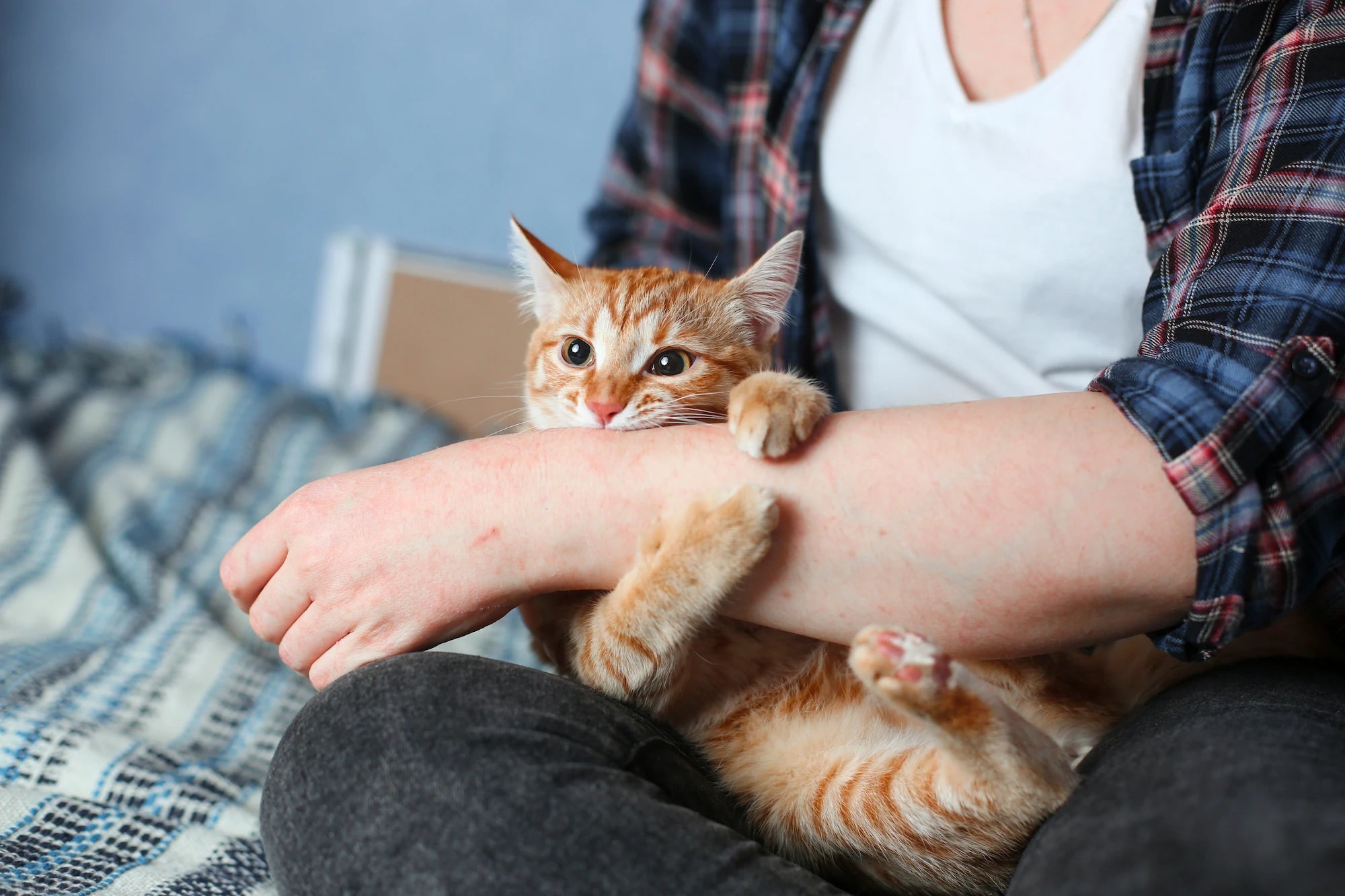 Chaton roux mordillant doucement le bras de son propriétaire assis sur un canapé.