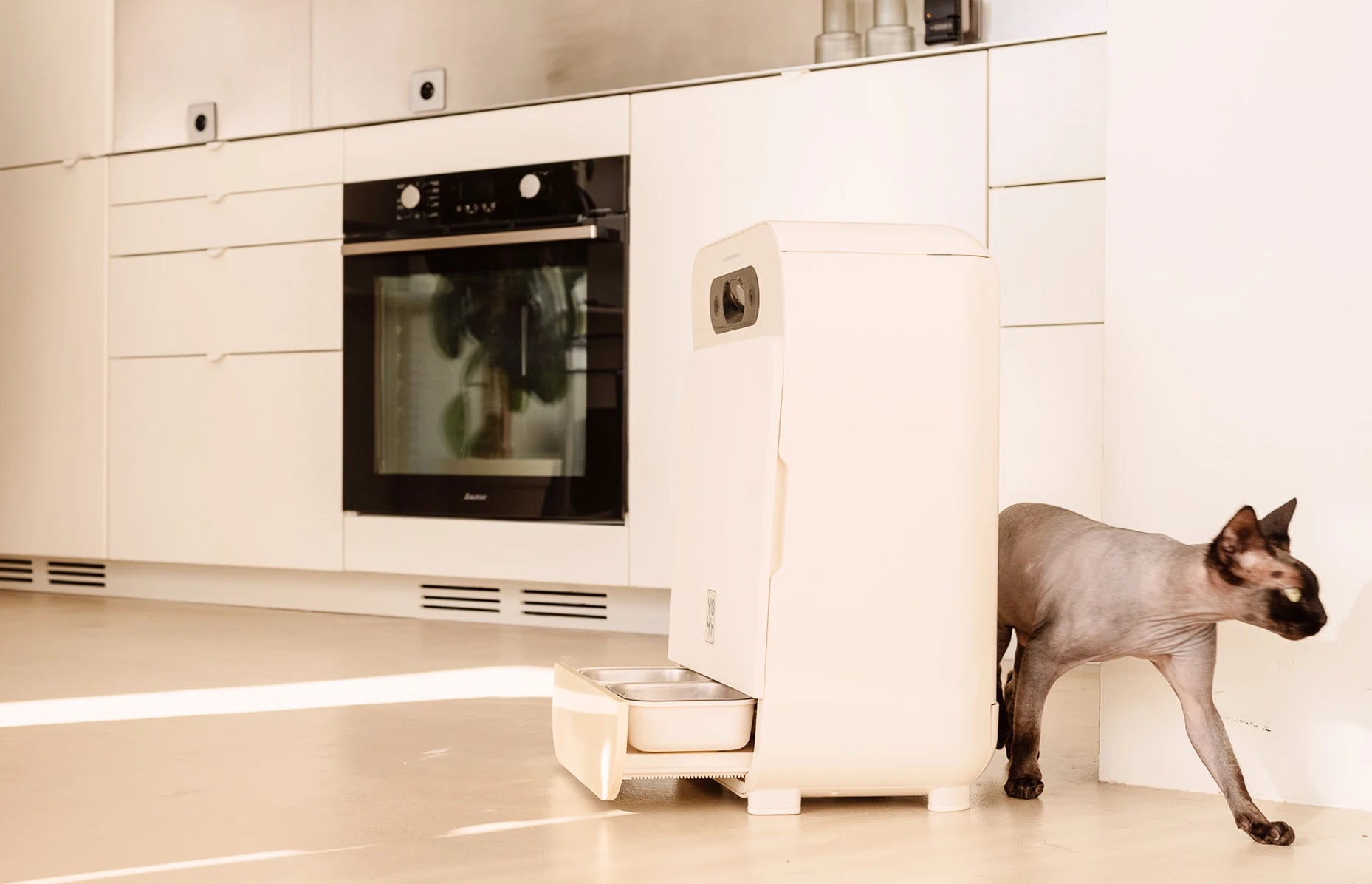 Chat Sphynx marchant à côté du distributeur de repas automatique Yomy au design épuré dans une cuisine moderne.