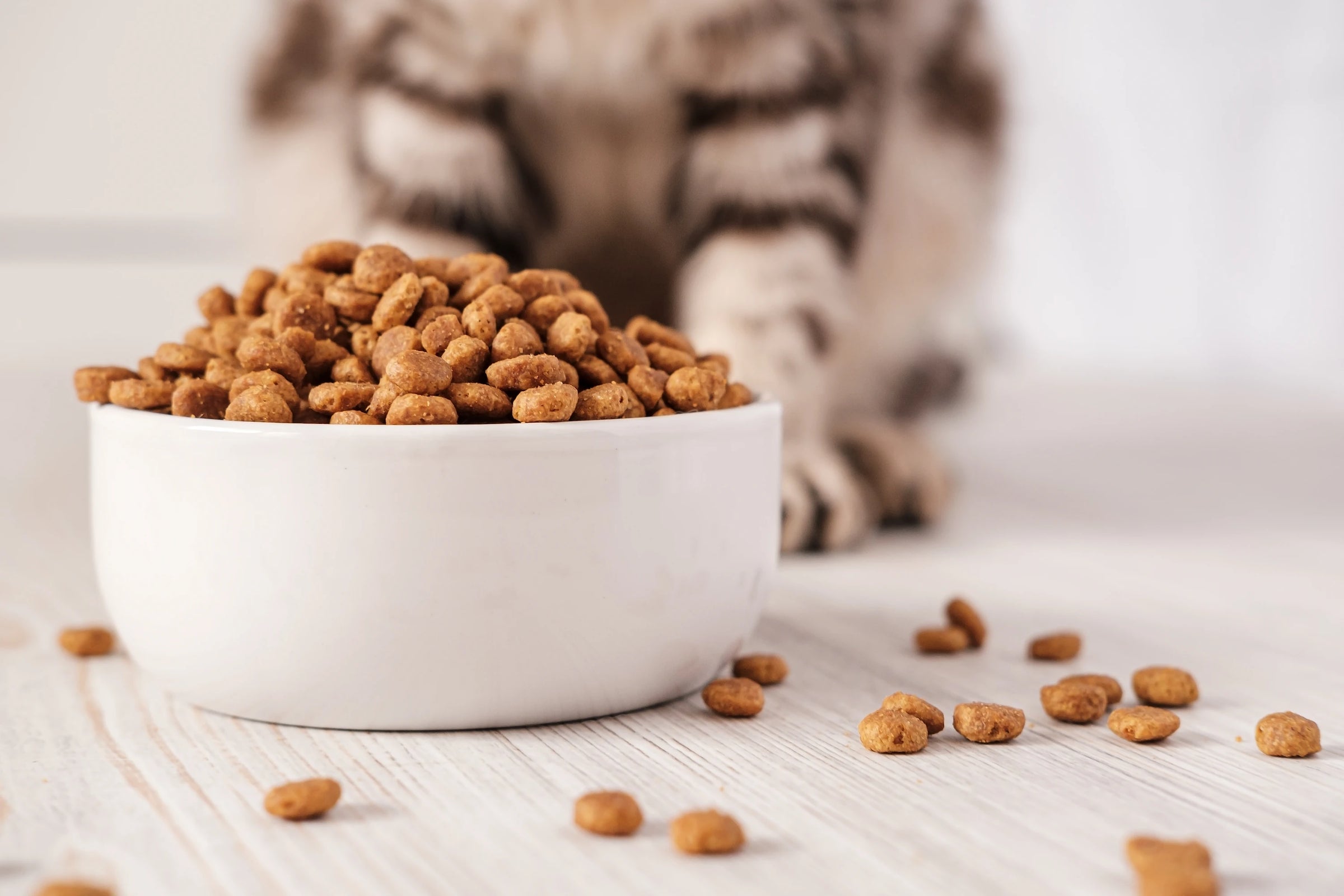 Gamelle de croquettes naturelles pour chat, illustration d'une alimentation saine et adaptée aux besoins nutritionnels