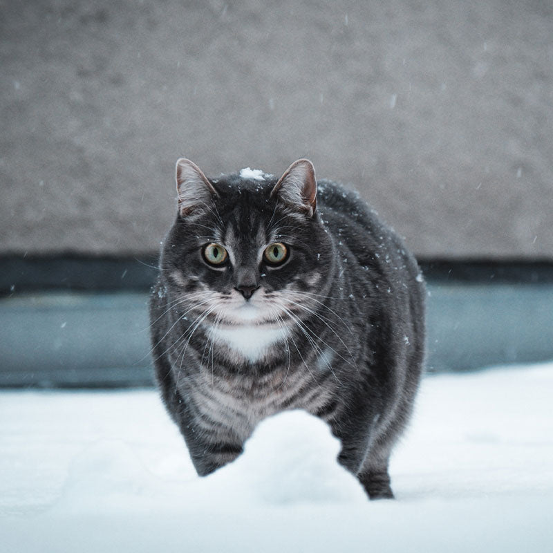 Alimentation idéale pour un chat qui doit grossir