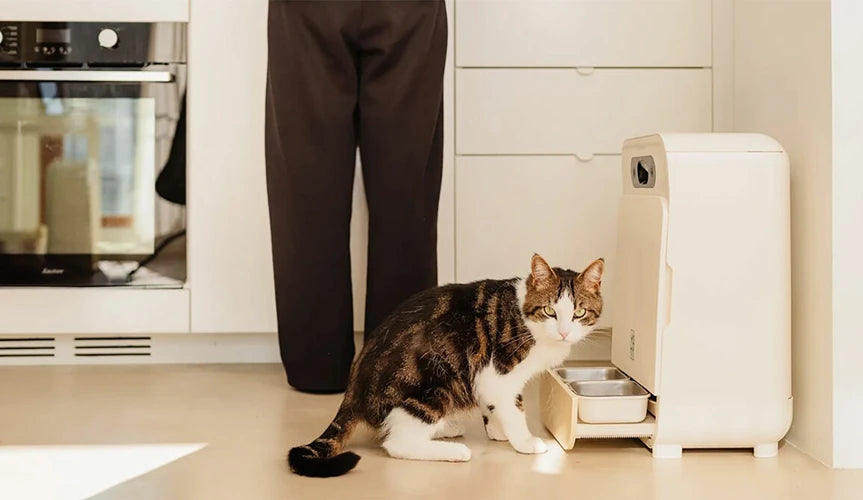 Yomy, le distributeur connecté de pâtée pour chat