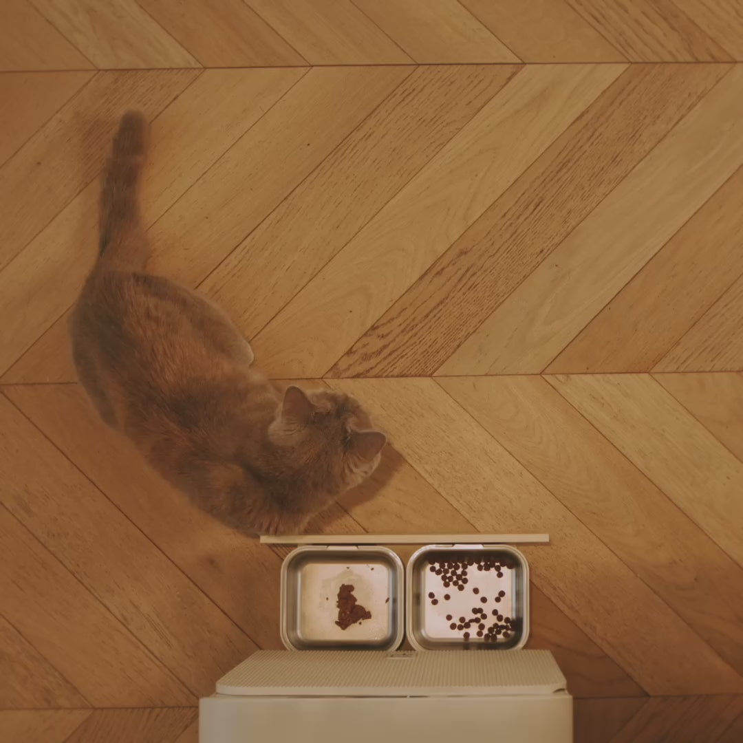 Distributeur de croquettes et de pâtée pour chat