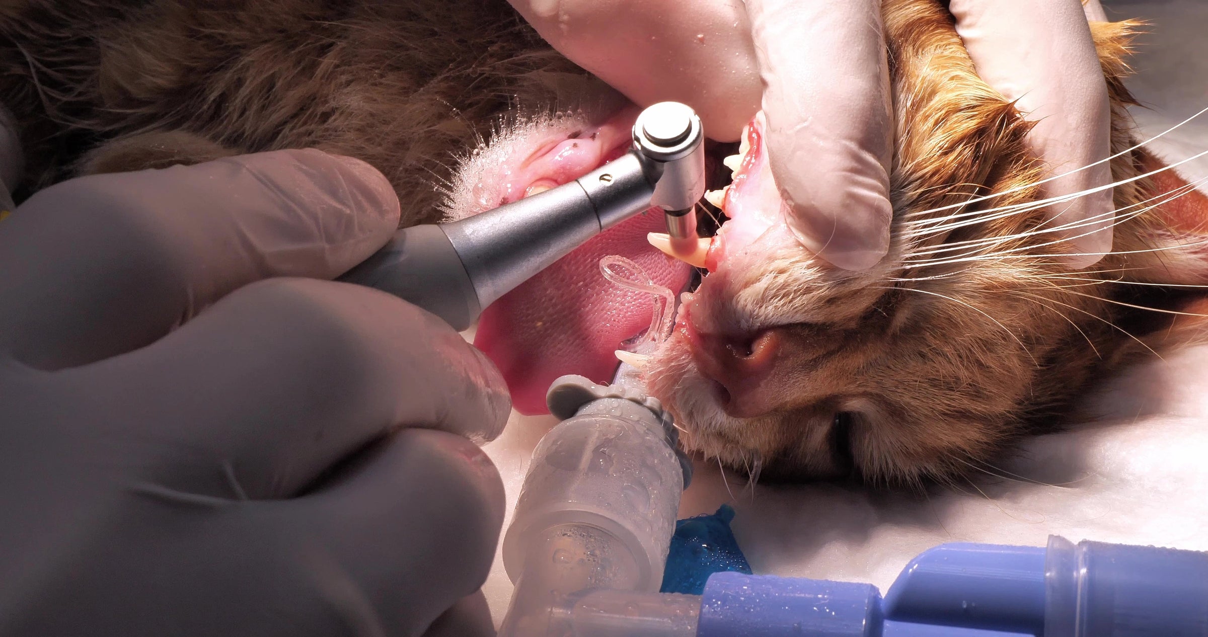 Détartrage vétérinaire sur un chat roux sous anesthésie lors d’un soin dentaire.